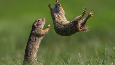 (Courtesy of Roland Kranitz/Comedy Wildlife PhotographyAwards 2021)
