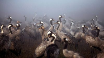 Журавли собираются в сезон миграции туманным утром в заповеднике Хула на севере Израиля 17 ноября 2020 года. (Ronen Zvulun/Reuters)
