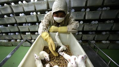Кормление белых крыс в лаборатории животных медицинской школы. Фото:  China Photos/Getty Images