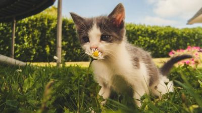 Приятный запах! Фото: pexels.com/ru-ru/@wolpido