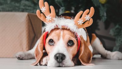 Фото Olga Ovcharenko / Shutterstock
