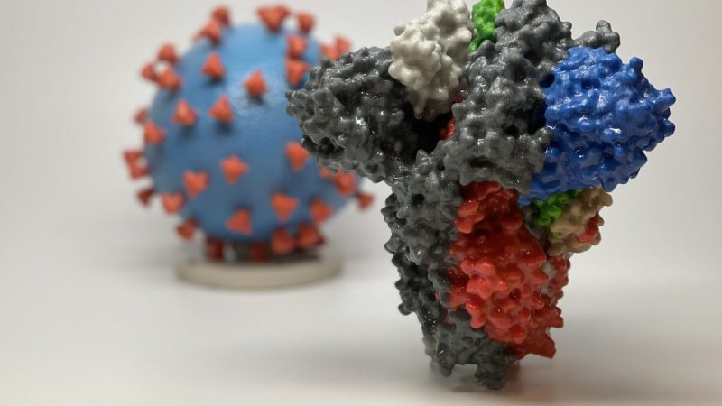 3D-принт шиповидного белка SARS-CoV-2 — вируса, вызывающего COVID-19 — перед 3D-принтом частицы вируса SARS-CoV-2. Фото: Courtesy of NIAID/RML
