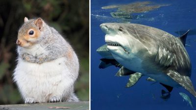 10 упитанных животных, которым пора сесть на диету. (Courtesy of Caters News)