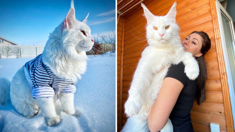 Познакомьтесь с котёнком мейн-куна, который настолько велик, что люди ошибочно принимают его за собаку SWNS
