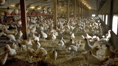 Куры на птицефабрике свободного выгула содержатся в помещении в Руурло, Нидерланды, 23 августа 2005. (Michael Kooren/Reuters) 
