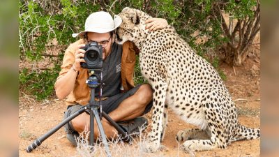 Фотограф обнял дикого гепарда во время съёмок в заповеднике Африки. (Courtesy of Caters News) 