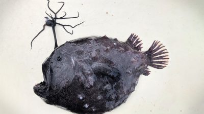 На пляже США нашли инопланетную рыбу с футбольный мяч. (Courtesy of Ben Frable/Scripps Institution of Oceanography) 