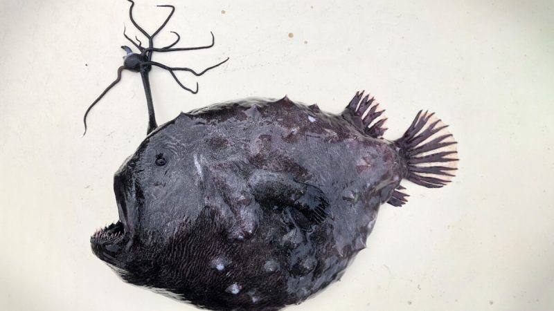 На пляже США нашли инопланетную рыбу с футбольный мяч. (Courtesy of Ben Frable/Scripps Institution of Oceanography) 