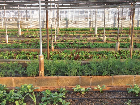 https://pixabay.com/photos/greenhouse-agriculture-farm-3247181/