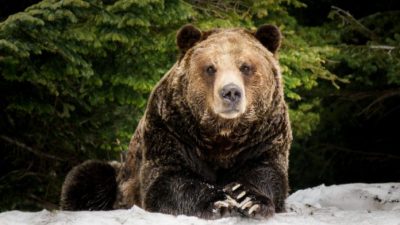 Исследование видов медведей гризли в прибрежных районах Британской Колумбии показало, что они тесно связаны с коренным населением. (Oleg Mayorov via Dreamstime.)