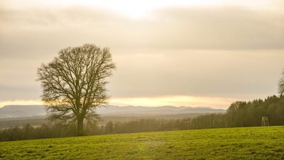 Дуб в холодное время года. Фото: iStock