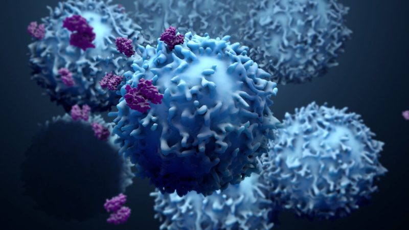 Т-клетки могут распознавать и устранять «Омикрон». Фото: Design_Cells/Shutterstock