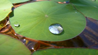 Листья лотоса стоят за разработкой нового водоотталкивающего пластика. (Josep Ma/Flickr)
