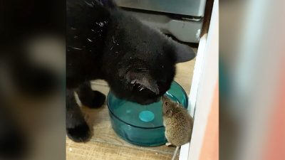 Кот не стал есть мышь, а подружился с нею. (Courtesy of Benjamín Sagredo)
