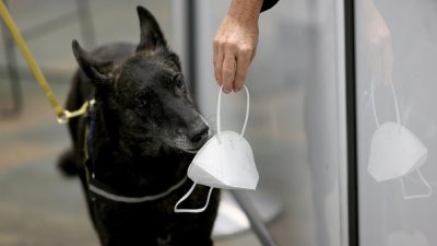 Исследователи из Международного университета Флориды успешно обучили Бетту, голландскую овчарку, и трёх других собак обнаруживать COVID-19 на масках для лица. Собаки справлялись с задачей в 96-99% случаев. (Фото Joe Raedle/Getty Images)
