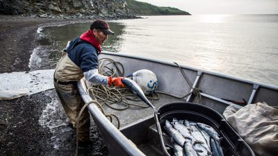 Джозеф Джон-младший с уловом лосося ожидает прилива 1 июля 2015 года в Ньютоке, Аляска. Фото: Andrew Burton/Getty Images
