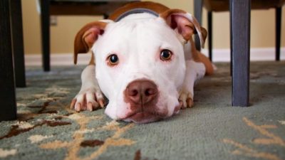 Приёмные родители домашних животных предоставляют временный приют бездомным животным до тех пор, пока для них не найдётся постоянный дом. (Фото: via pixabay / CC0 1.0)