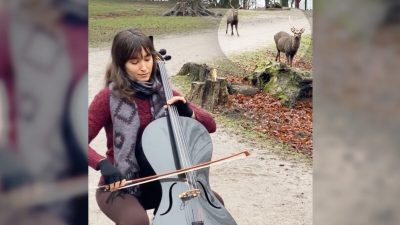 Гармоничные звуки виолончели привлекли лесных оленей. (Courtesy of Diana Gómez and Lifeofabusker) 
