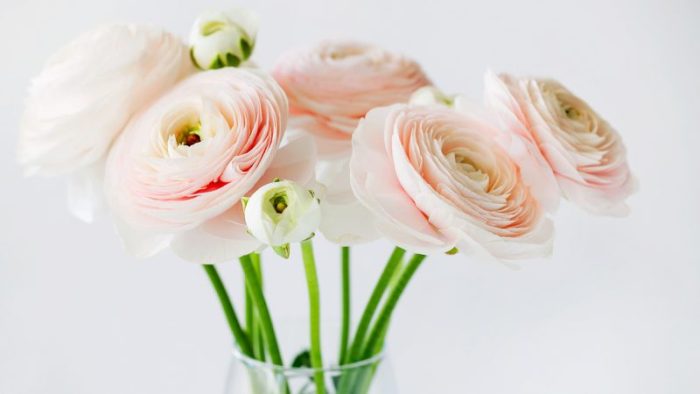 Лёгкий и жизнерадостный: букет ранункулюсов (Ranunculus asiaticus) Фото: iStock
