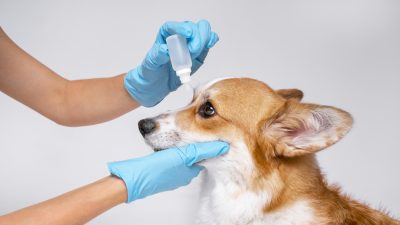 Глаукома у собак она может быстро привести к необратимой слепоте. (Masarik/Shutterstock)
