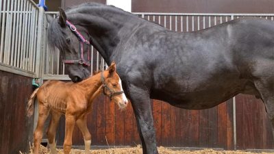 Предоставлено Friesian Horses