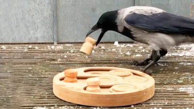 (Courtesy of Alexandra Rösch and Kräri The Crow) 
