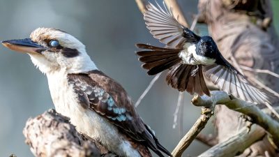 Олимпийское спокойствие кукабурры возмутило трясогузок. (Courtesy of Martin Anderson) 
