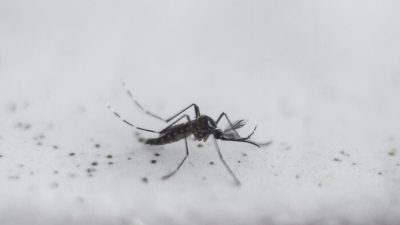 Трансгенный комар Aedes aegypti OX513A, созданный компанией Oxitec, в Пирасикаба, Сан-Паулу, Бразилия, 26 октября 2016 года. (Miguel Schincariol/AFP via Getty Images)
