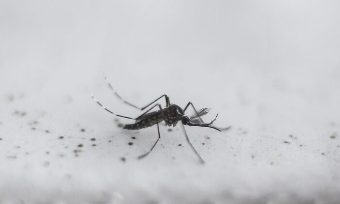 Трансгенный комар Aedes aegypti OX513A, созданный компанией Oxitec, в Пирасикаба, Сан-Паулу, Бразилия, 26 октября 2016 года. (Miguel Schincariol/AFP via Getty Images)

