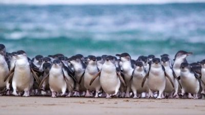 Penguins in Phillip Island Nature Parks (Phillip Island Nature Parks)
