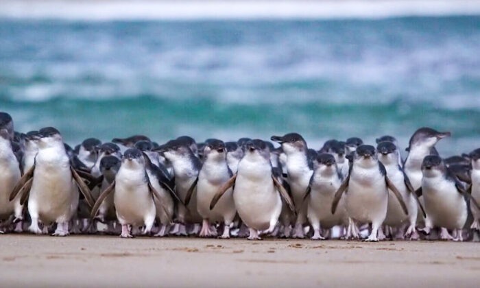 Penguins in Phillip Island Nature Parks (Phillip Island Nature Parks)
