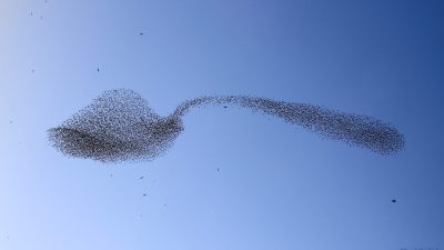 Стая  скворцов превратилась в небе в гигантскую чайную ложку сахара. Фото: Любезно предоставлено Albert Keshet