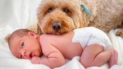 Пудель отказался покинуть фотосессию новорождённого ребёнка.  (Courtesy of Bentley The Goldendoodle Puppy) 