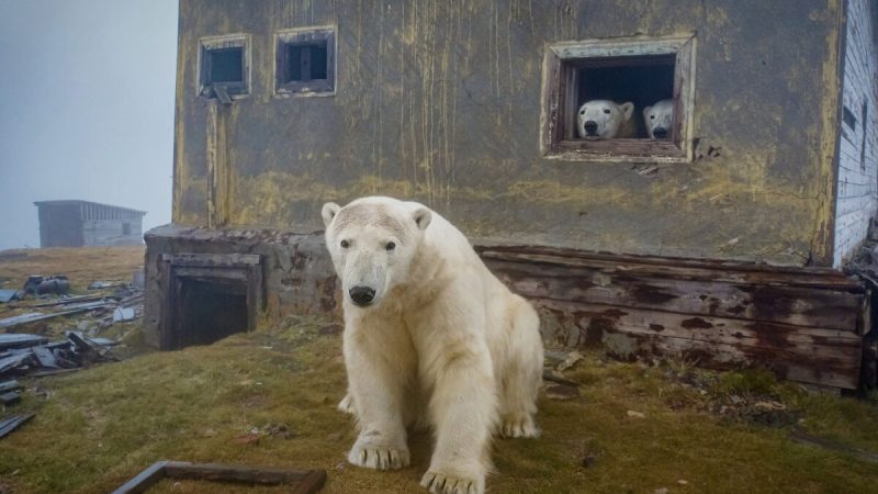 Стая белых медведей поселилась на заброшенной метеостанции в Арктике. (Courtesy of David Kokh)

