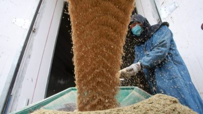 Машина перерабатывает свежесобранные зёрна на складе в Янчжоу, провинция Цзянсу, Китай, 25 октября 2019 г. Фото: Stringer/Reuters
