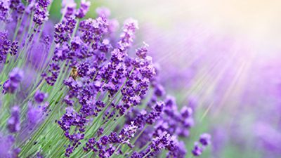Лаванда (Фото: Shutterstock)