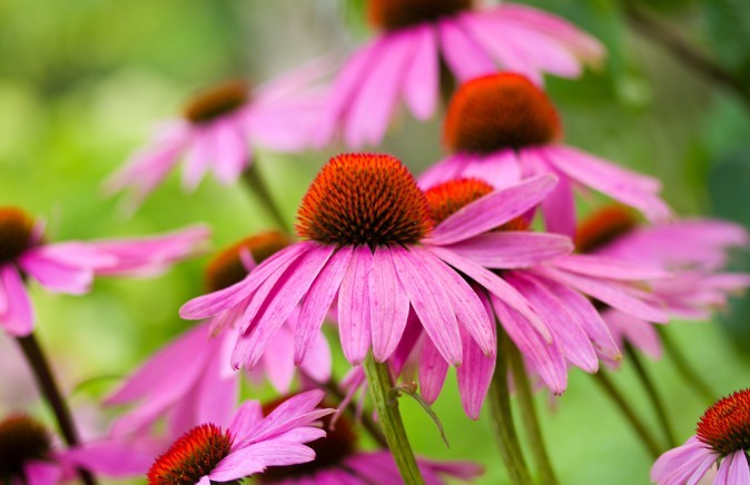 Эхинацея. (Shutterstock) 