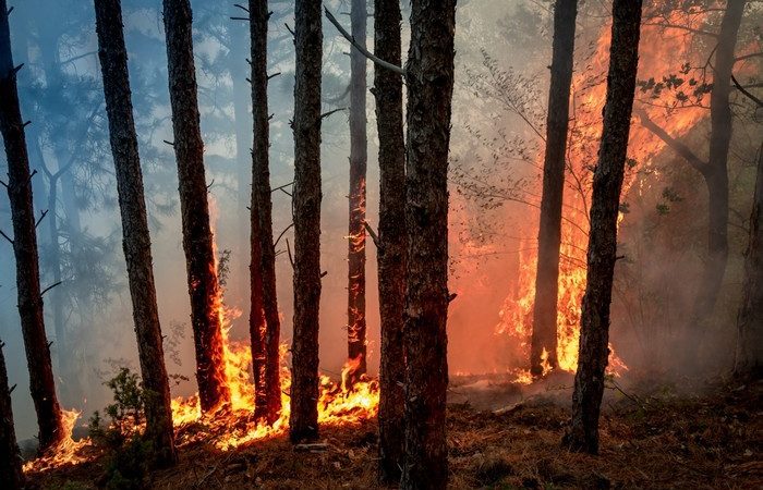 В России за сутки потушили лесные пожары на площади более 7000 га. (Forest fires/СС0) 