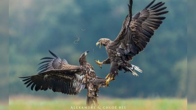 Фото: Предоставлено Александром и Хлоей Бес