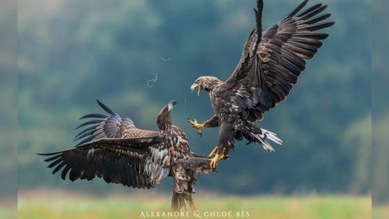 Фото: Предоставлено Александром и Хлоей Бес