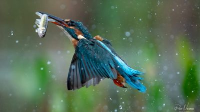 Фото Любезно предоставлено Dave Newman