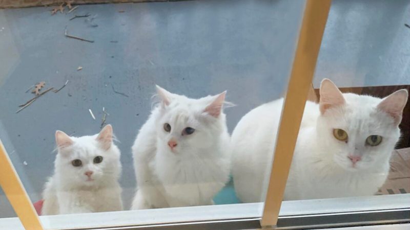 Беременная кошка в поисках помощи привела 2 взрослых котят к двери незнакомки. (Courtesy of Sarah Kelly, Kelly Foster Kittens)
