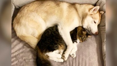 Фото: Любезно предоставлено Lilo the Husky