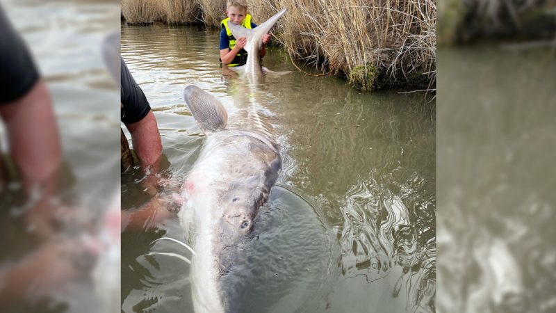 (Любезно предоставлено Джо Вайснером, Jones Sport Fishing) 