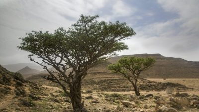 Ладан — это сама суть дерева босвеллии. Это вещество, почитаемое тысячелетиями и изучаемое учёными на протяжении десятилетий. Katiekk/Shutterstock