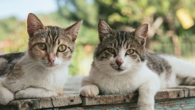 Изделия из меха с неправильной маркировкой редко раскрываются, и потребители остаются в неведении, считают защитники животных. (Nathalie Jolie/Unsplash)  
