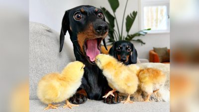 (любезно предоставлено Эвелиной Смит через Loulou & Coco)
