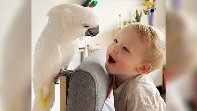 Фото:  Любезно предоставлено @marnithecockatoo и Marni the Cockatoo
