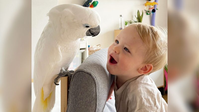 Фото:  Любезно предоставлено @marnithecockatoo и Marni the Cockatoo