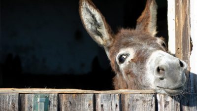 История реинкарнации: Почему осёл заговорил?
